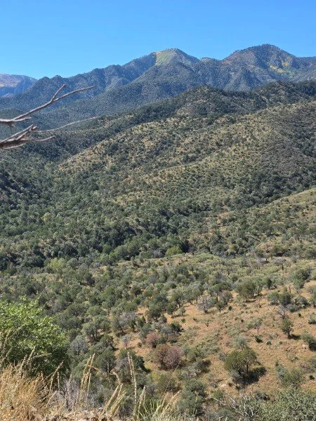 Mountain landscape with rolling hills covered in trees under a clear blue sky.