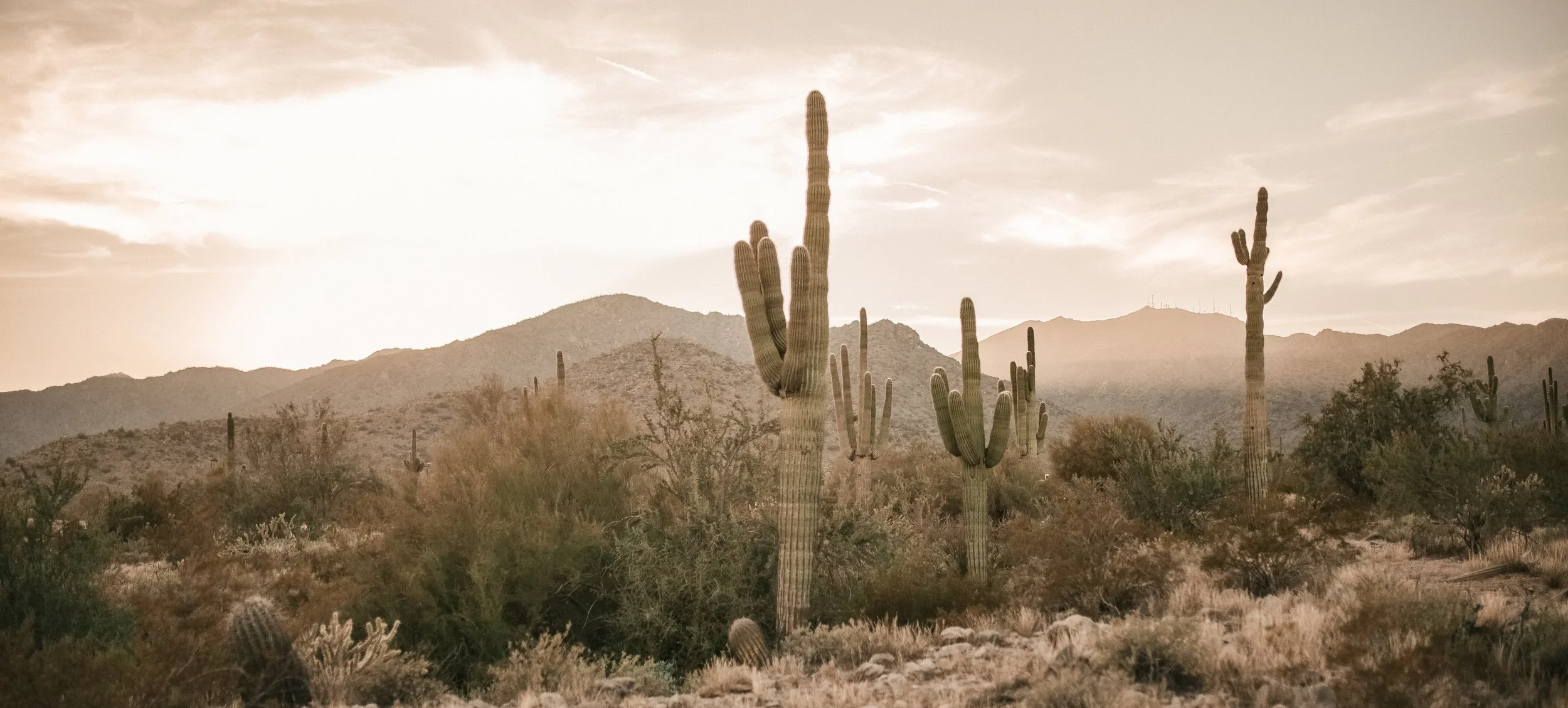 Desert landscape with tall saguaro cacti, mountains in the background, and a cloudy sky at sunset.