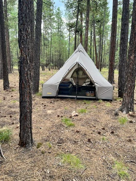 A tent set up in a forest with tall trees and a dirt ground, with some green plants and grass patches.