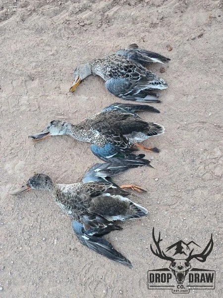 Three dead ducks lying on dirt ground, arranged in a row with a DOD drop draw logo at the bottom right corner.
