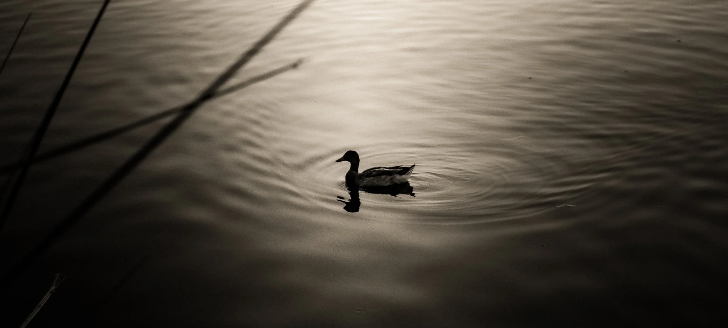 A duck swimming in a calm body of water during sunset or dusk, with dark silhouettes of branches in the foreground.