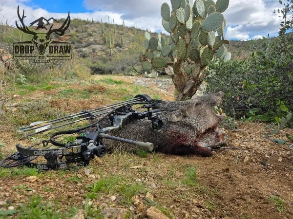 A dead pig's head on the ground next to a cactus, with archery equipment and a donated logo in the background.