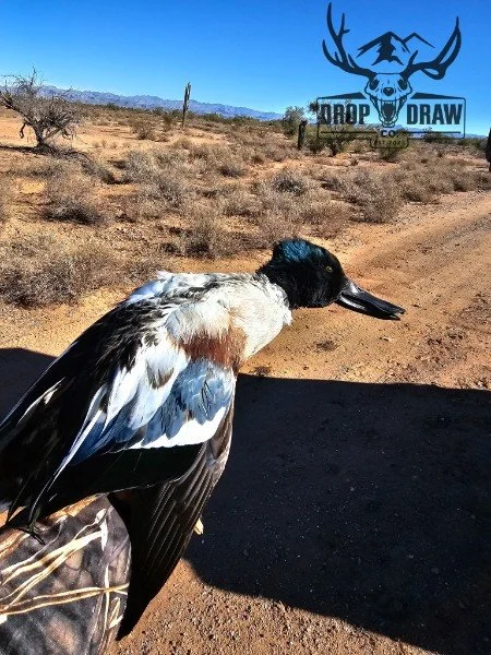 A bird sitting on a person's arm in a desert landscape with cacti and mountains in the background, and a sign that says "Drop Draw" with a deer skull logo.
