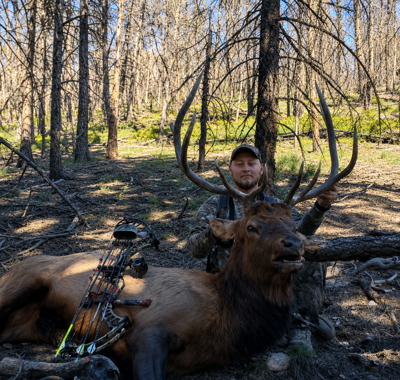 A man in camouflage clothing and a cap outdoors in a forested area, kneeling beside a large elk with impressive antlers, holding one antler, with a bow and arrows lying on the elk's back.