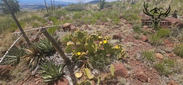 Desert landscape with cactus plants and dry grass under a clear sky.