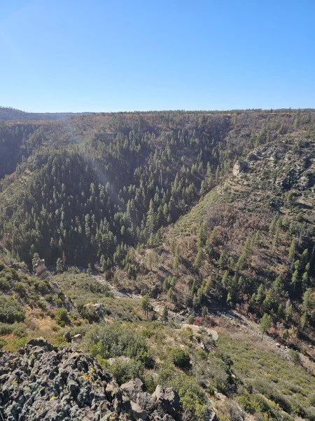 View of a deep canyon with densely forested slopes under a clear blue sky.