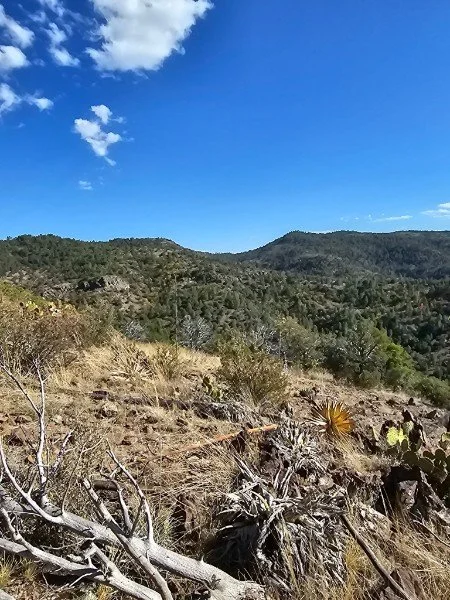 Bright blue sky with a few clouds over a dry hillside with scattered bushes and cacti, and distant green hills.