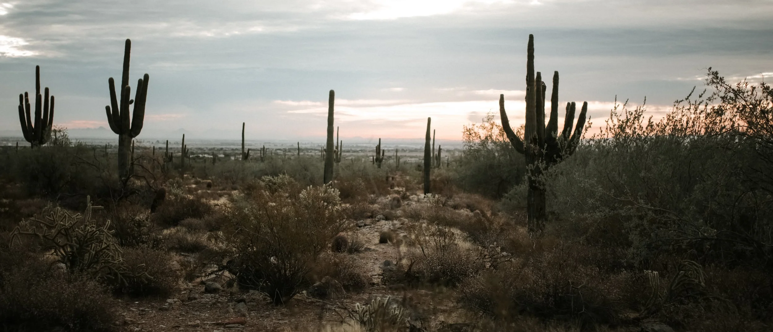 Desert landscape with tall saguaro cacti, low bushes, and a cloudy sky at dusk.