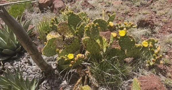 Prickly pear cactus with yellow flowers in a desert landscape.