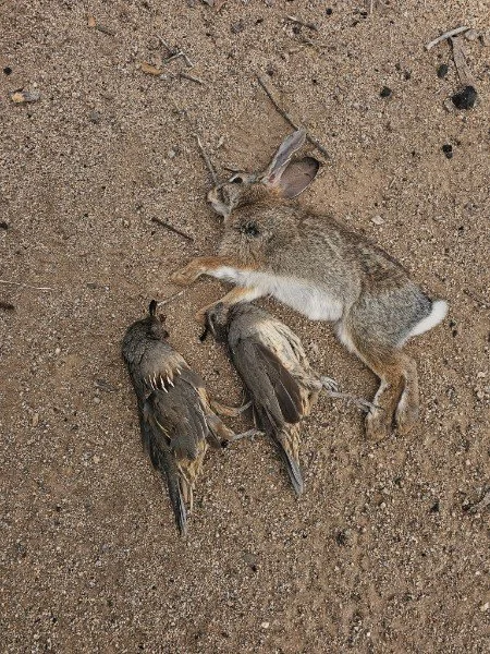 A dead squirrel lying on the ground beside two small dead birds.