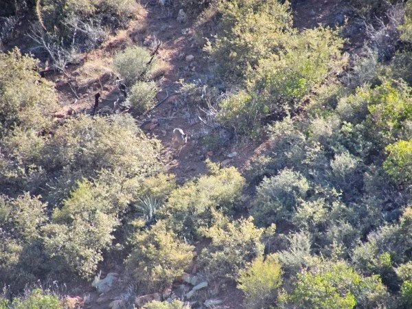 Aerial view of a wooded hillside with dense green trees and shrubs.
