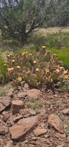 Desert landscape with a bush, yellow flowers, and scattered rocks.