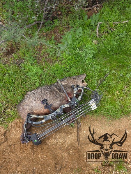 Dead animal, likely a deer, with a compound bow and arrows on the ground beside it, in a natural outdoor setting with green grass and soil.