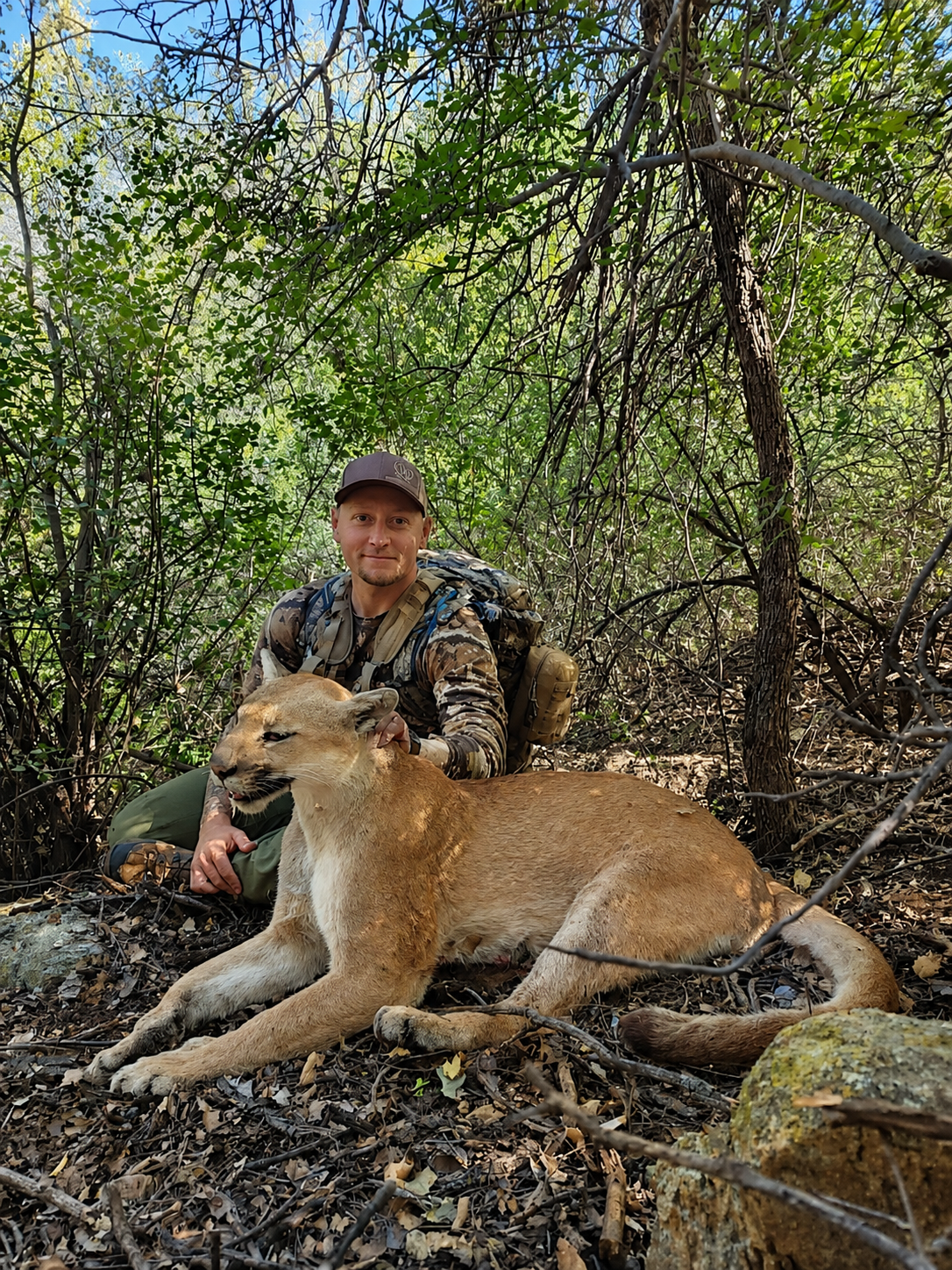 A man in camouflage clothing and a cap kneels in a dense forest next to a relaxed mountain lion lying on the ground. The forest has green leaves and tangled branches.