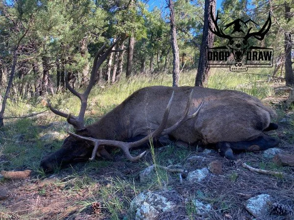 A large elk lying on the ground in a forested area with trees and grass, with a logo in the upper right corner reading 'Drop and Draw Co.'