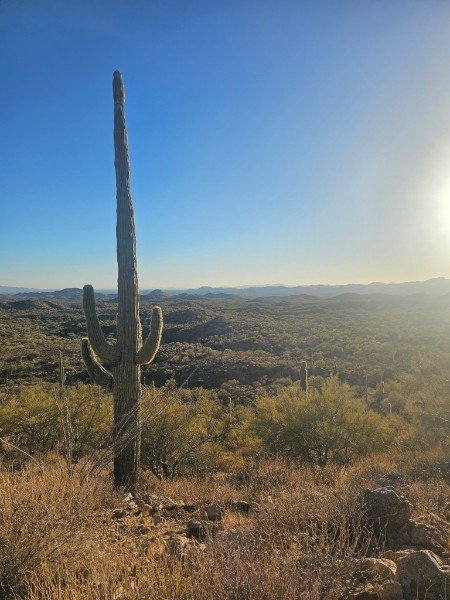 A tall saguaro cactus in a desert landscape with distant hills under a clear blue sky and bright sunlight.