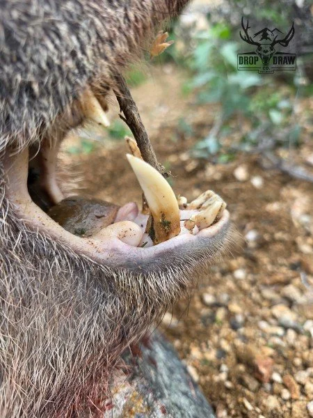 A close-up of a wild boar's open mouth with visible teeth, with a small stick held between its teeth, in a natural outdoor setting.