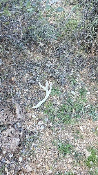A small white animal skull, possibly a deer, lying on the ground among dry grass, dirt, and bushes.