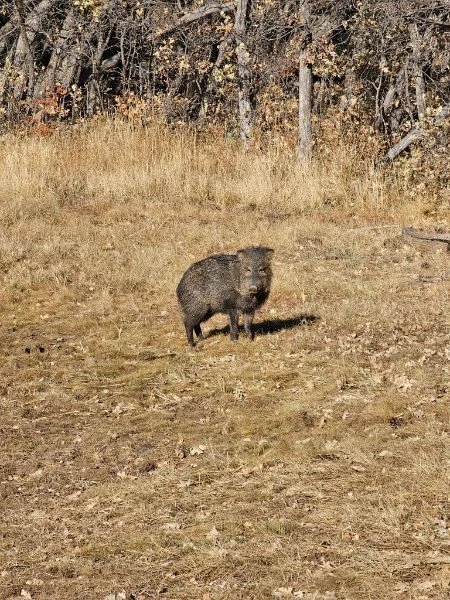A wild boar standing on dry grass in a rural area with trees and a wooden fence in the background.