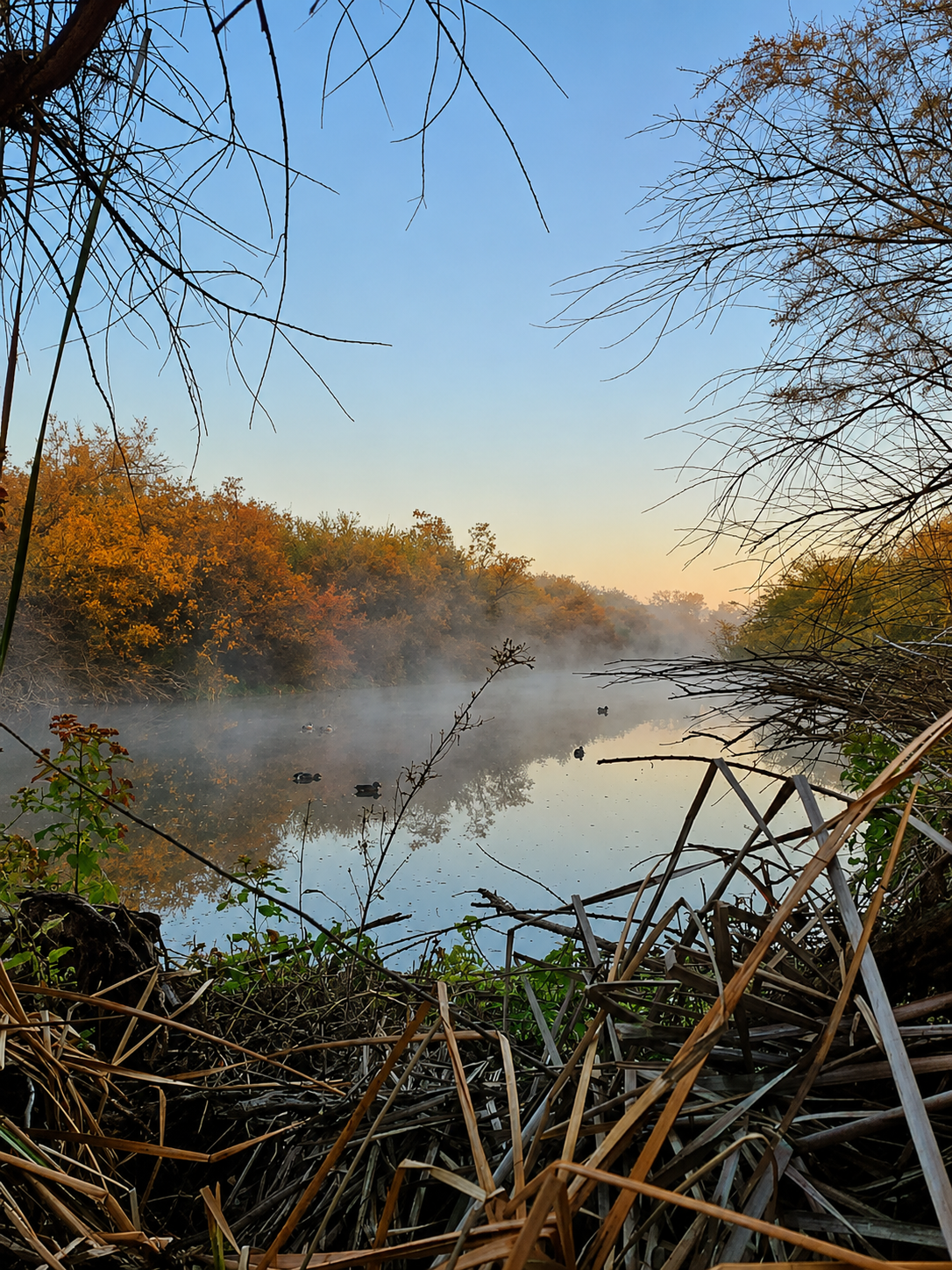 A calm river with ducks swimming, surrounded by trees with orange and green leaves, mist over the water, and a clear blue sky.