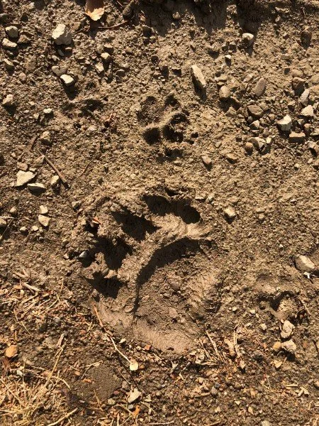 Animal tracks in dirt with small rocks and dry grass.