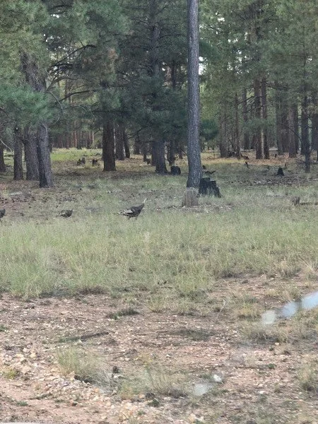 A forest clearing with pine trees, scattered black dogs, and a few birds on the ground.
