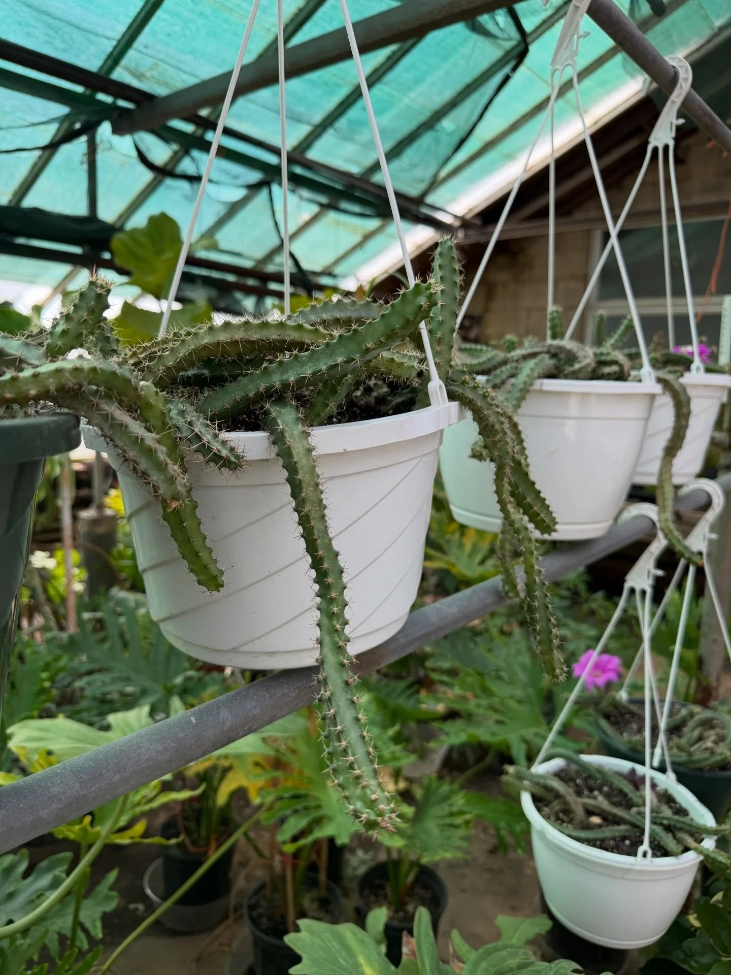 We&rsquo;re open Friday-Sunday every weekend 🪴💚 

#greenhouse #newjersey #plants #houseplants