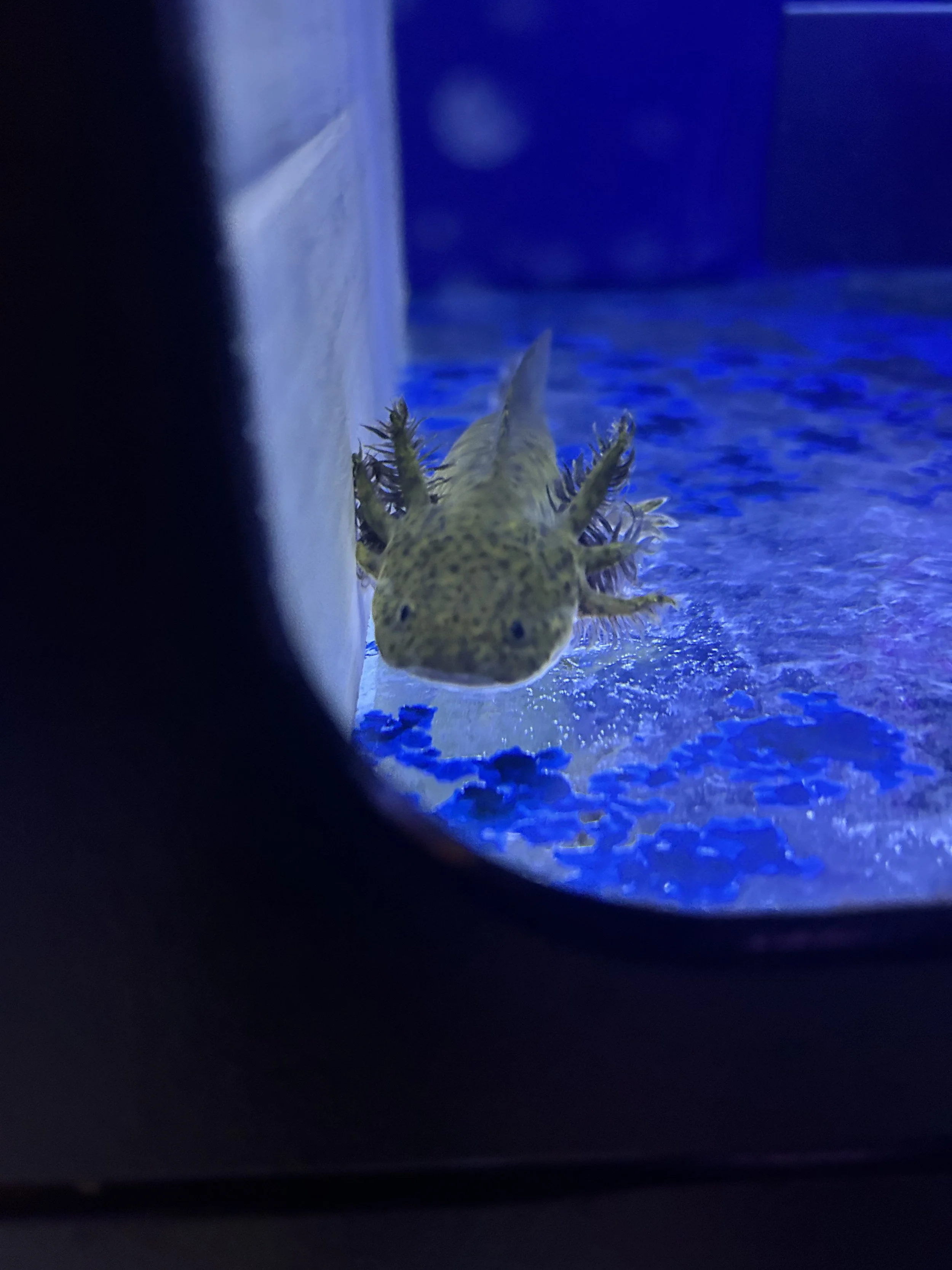 IMG_4242.jpeg