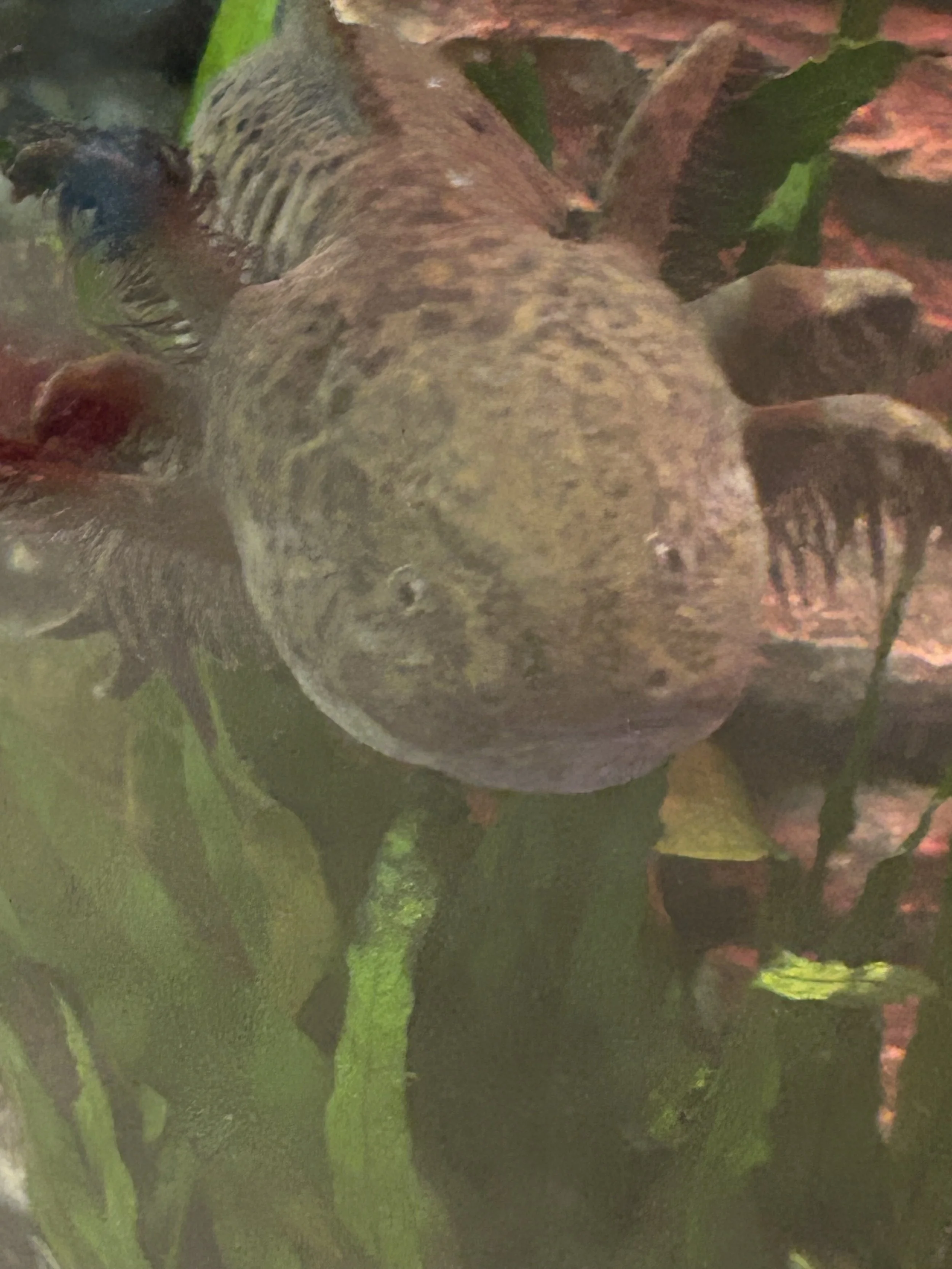 IMG_5322.jpeg