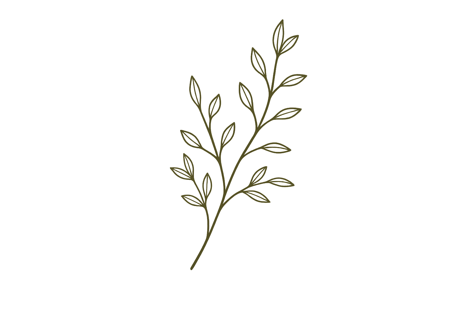 Illustration of a leafy branch with multiple small, elongated leaves.