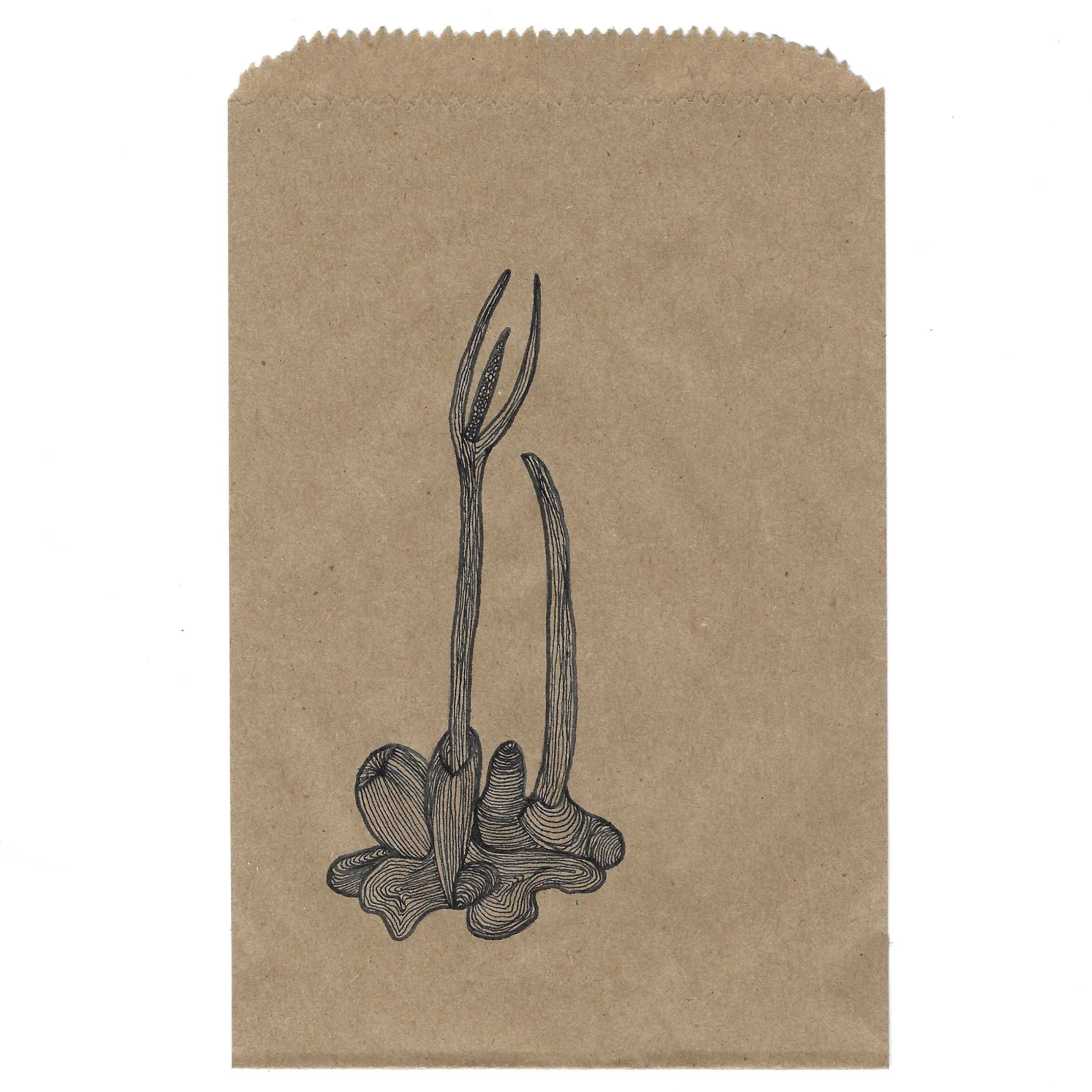 Anthocerotophyta_Hornwort_IG.jpg