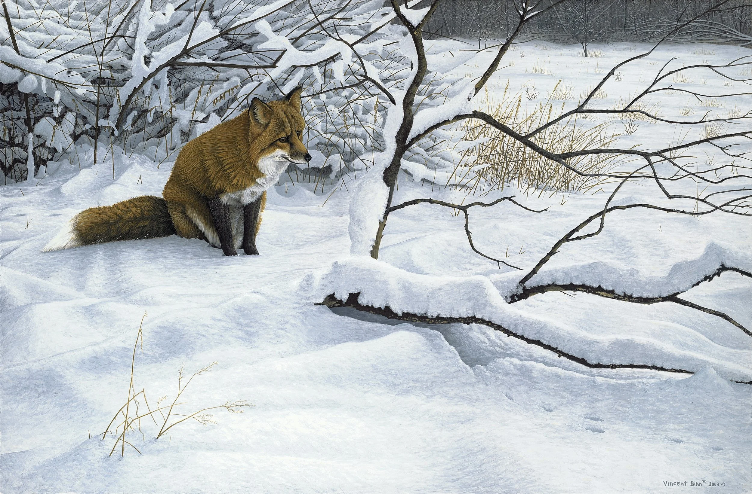 A Winters Day - Red Fox