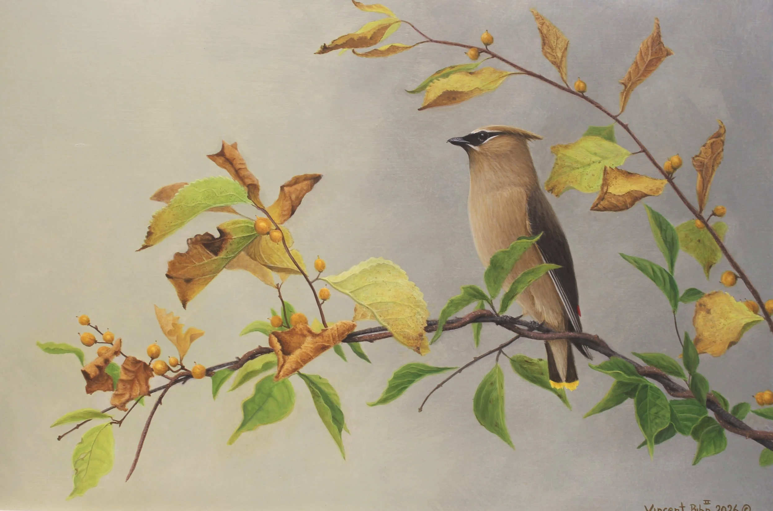 Cedar Waxwing - Original Acrylic Painting