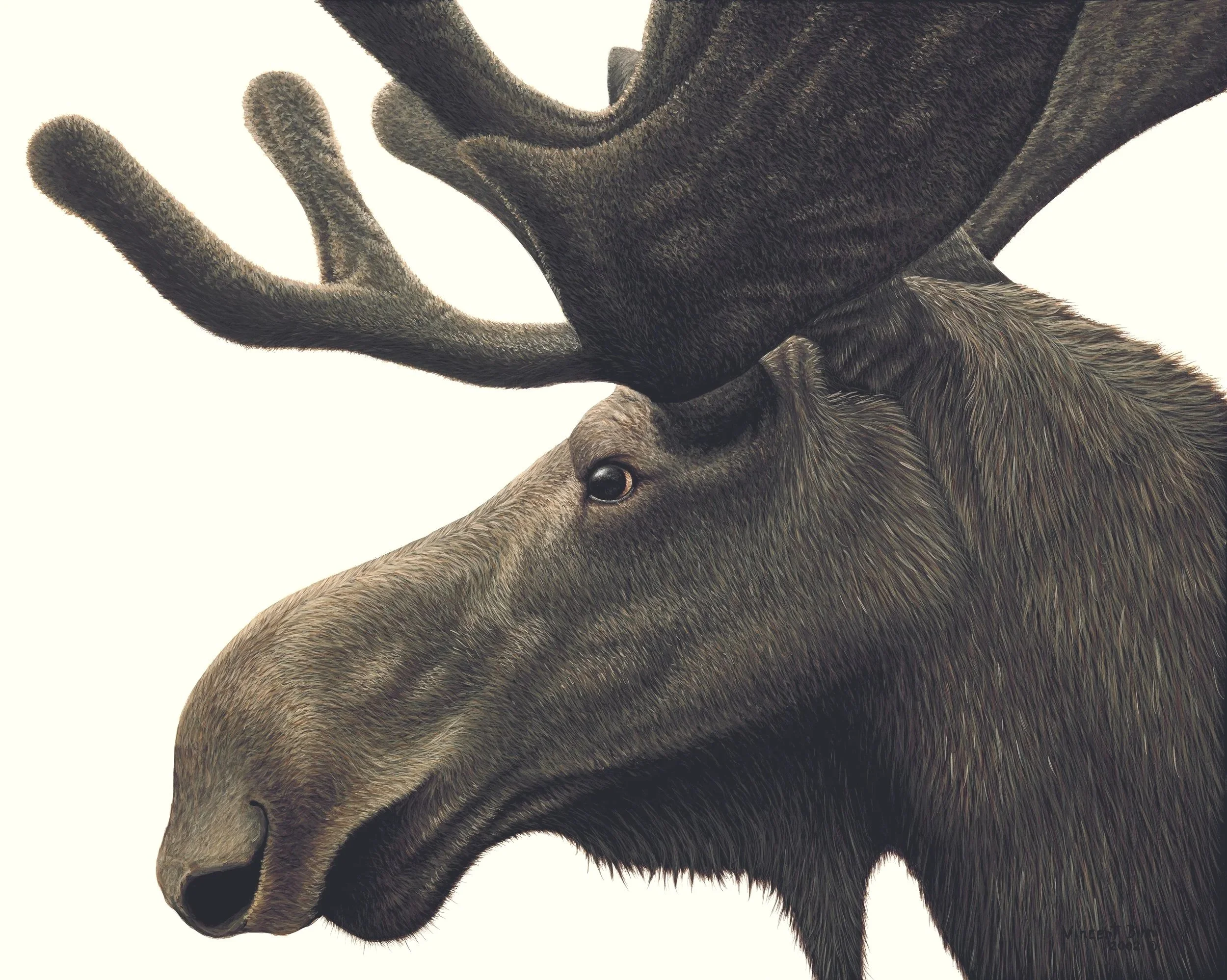moose.jpg