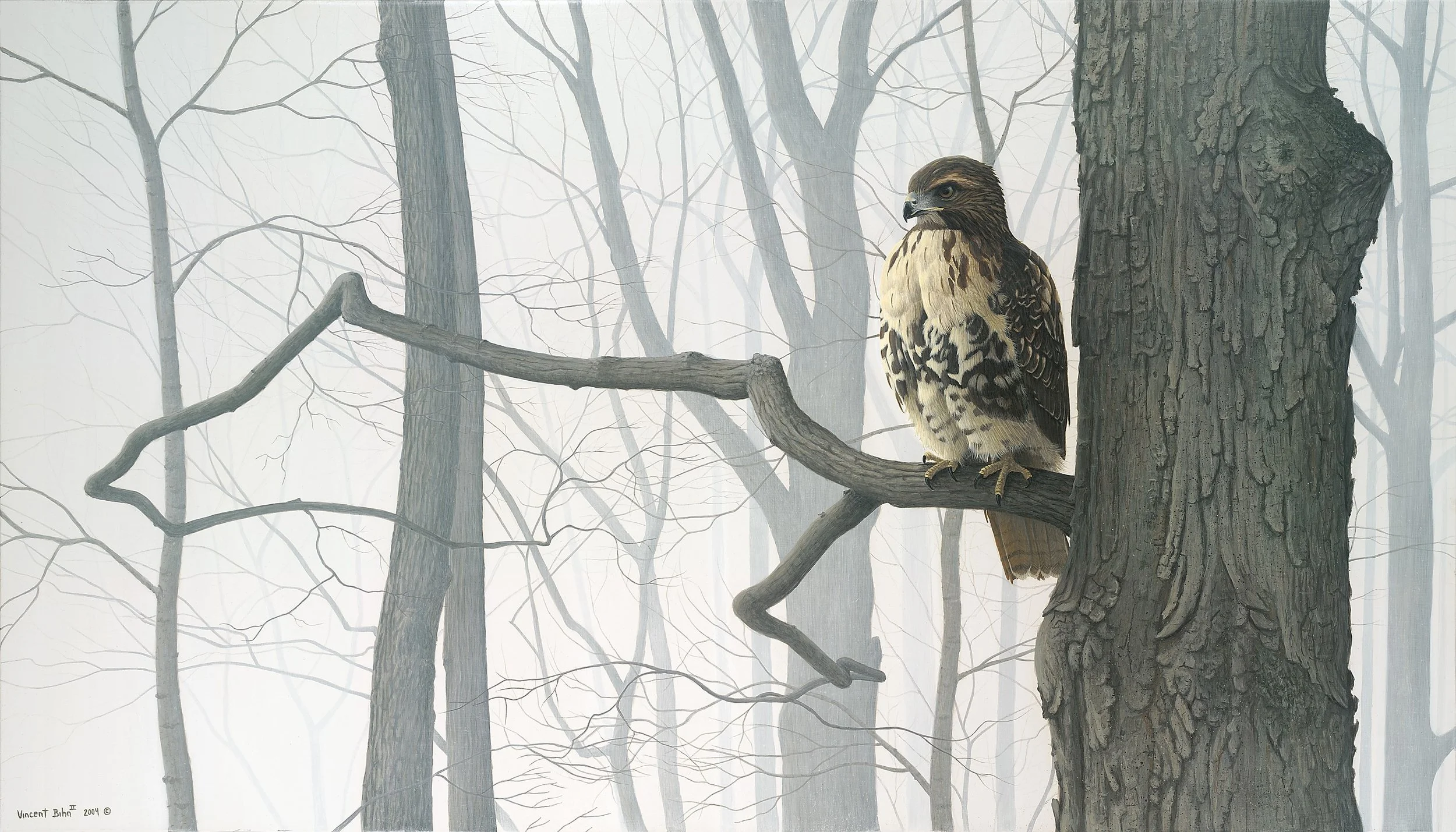 Hunter in the Fog - Red-Tailed Hawk