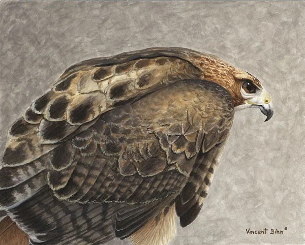 Red-Tailed Hawk Study