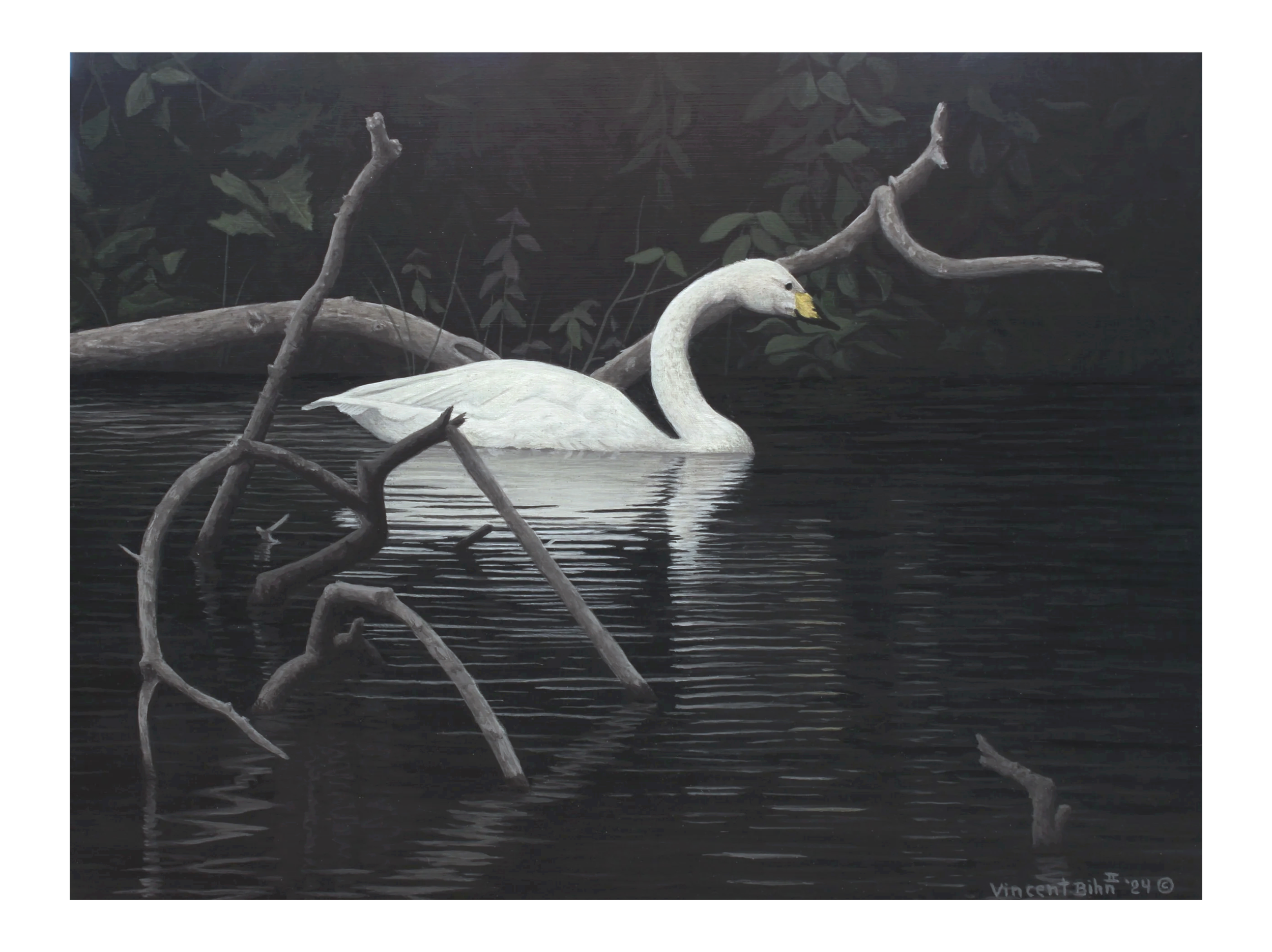 Tundra Swan - Original Acrylic Painting