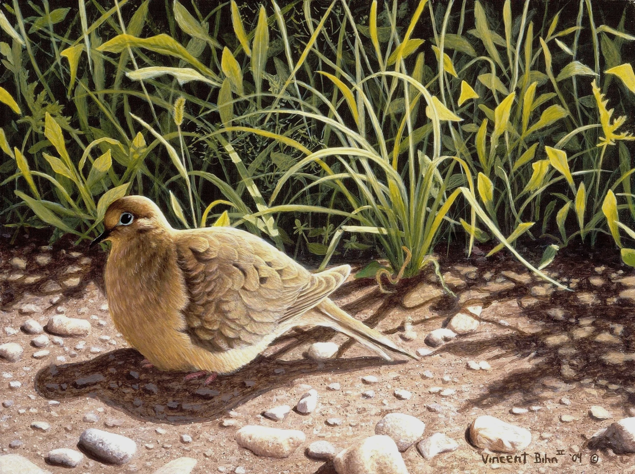 Morning Light - Mourning Dove