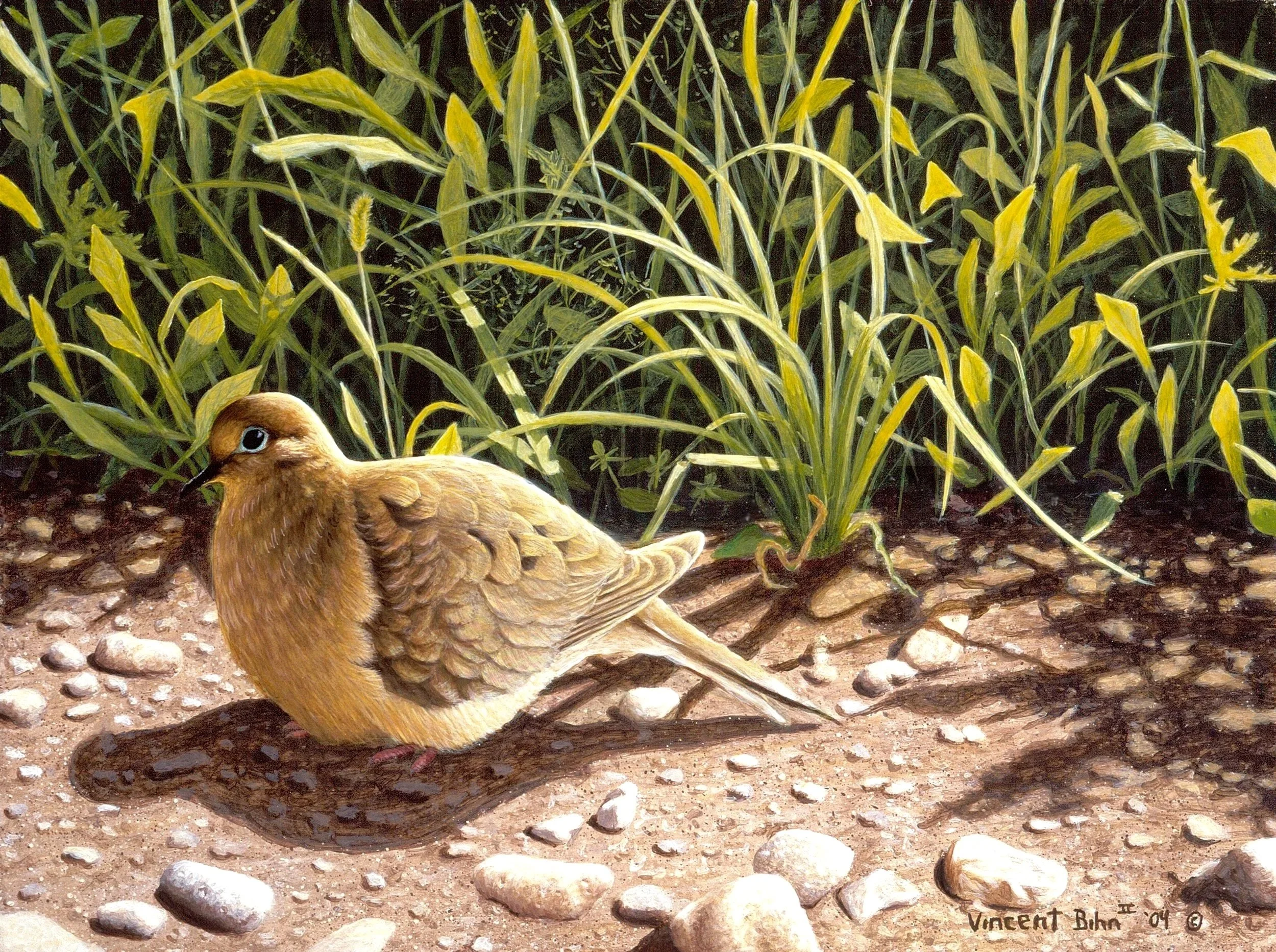 dove%2B3%2B%2528light%2529.jpg