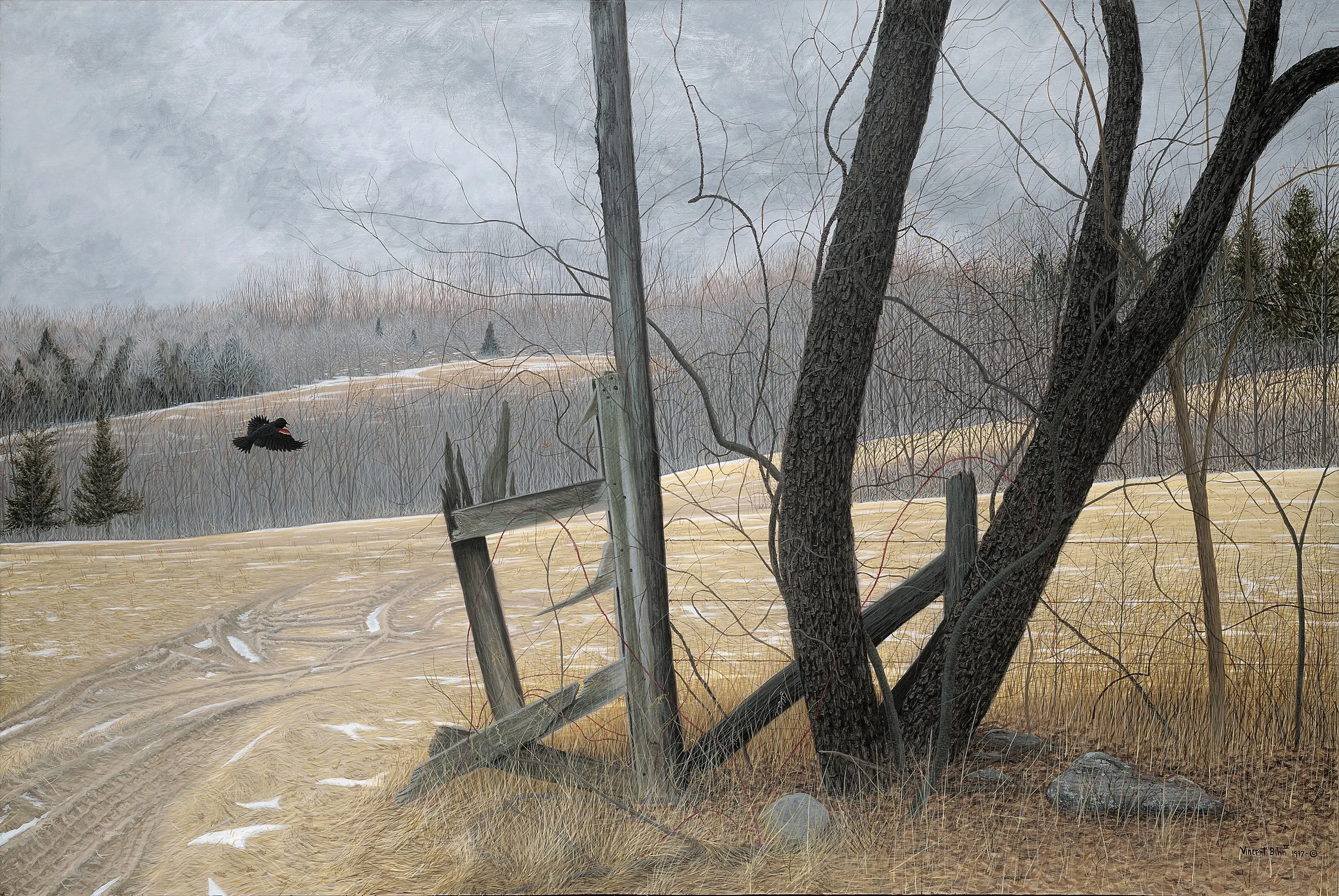 First Arrival - Red-Winged Blackbird