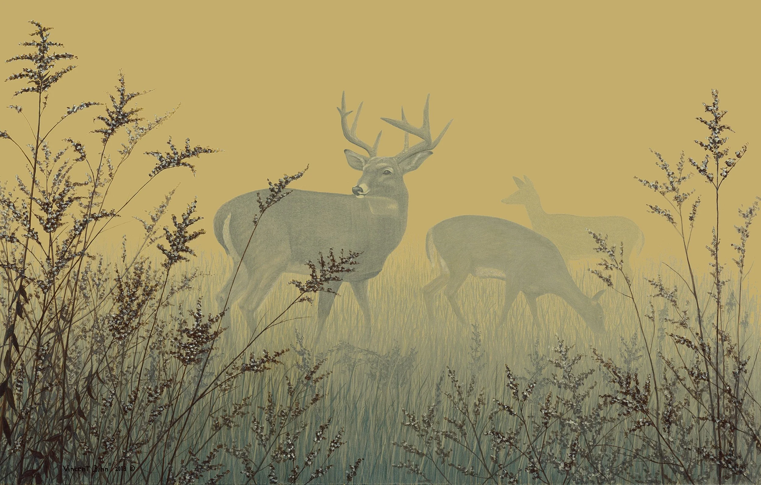 The Watcher - White Tailed Deer