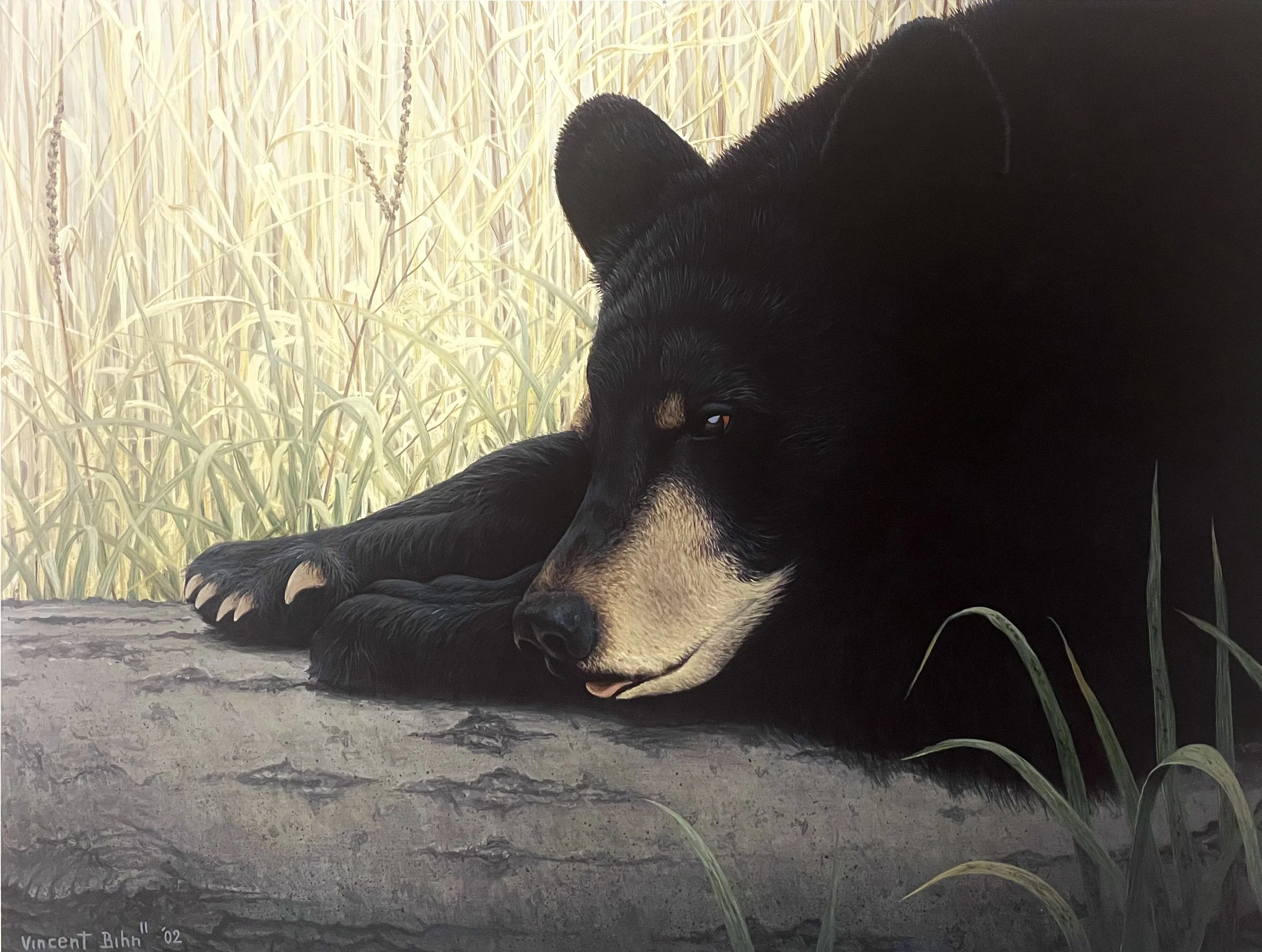 At Rest - Black Bear