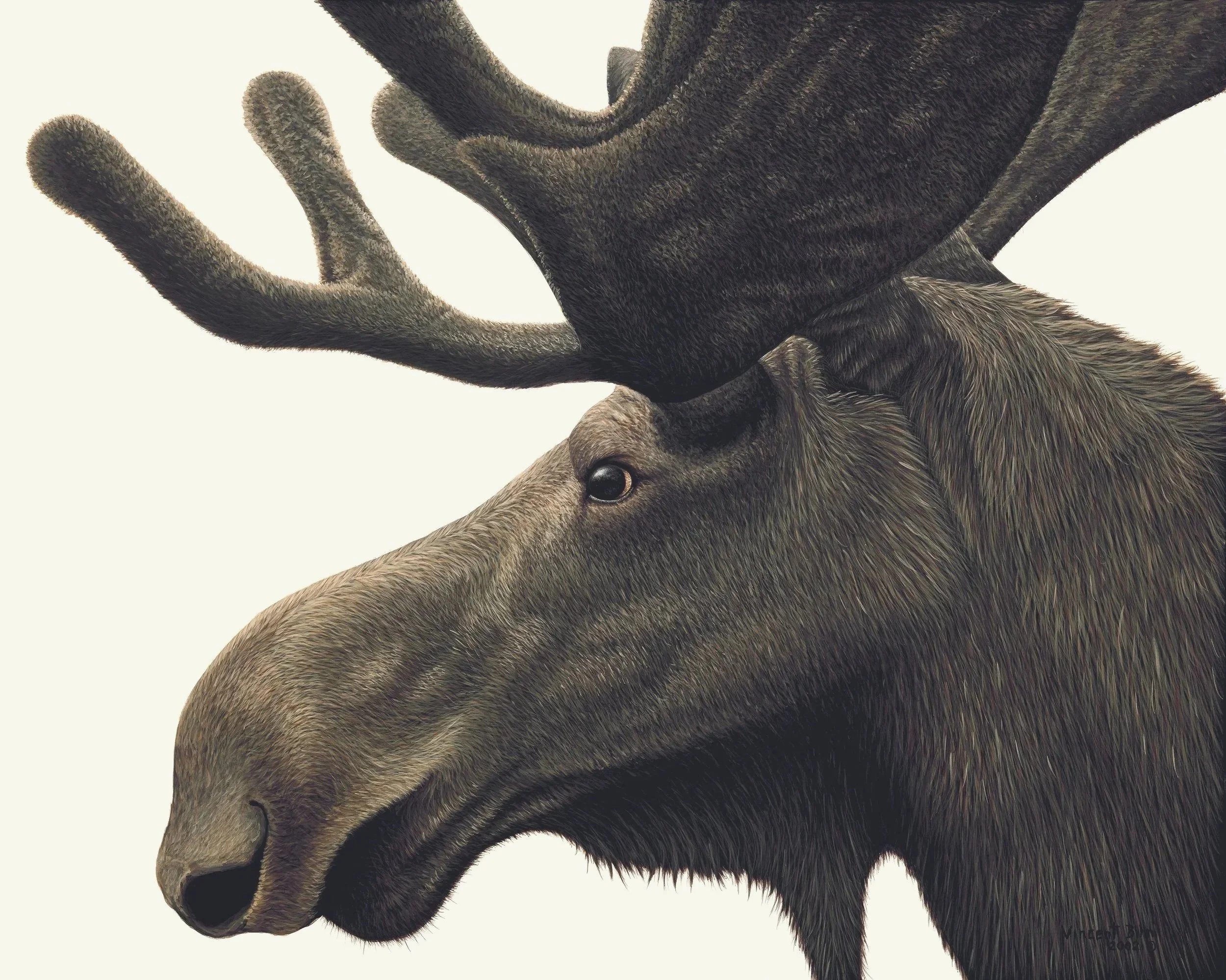 moose.jpg