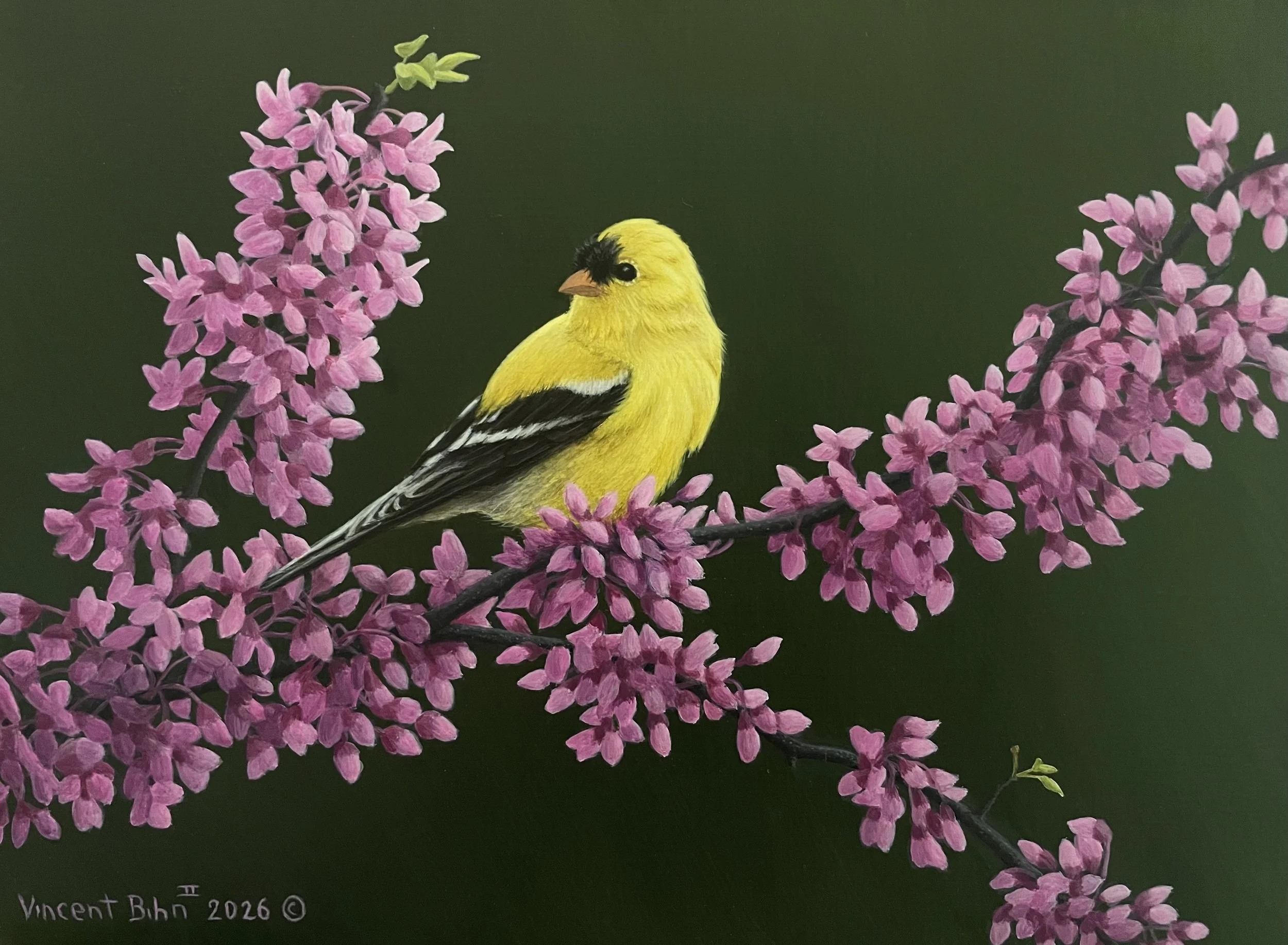 American Goldfinch