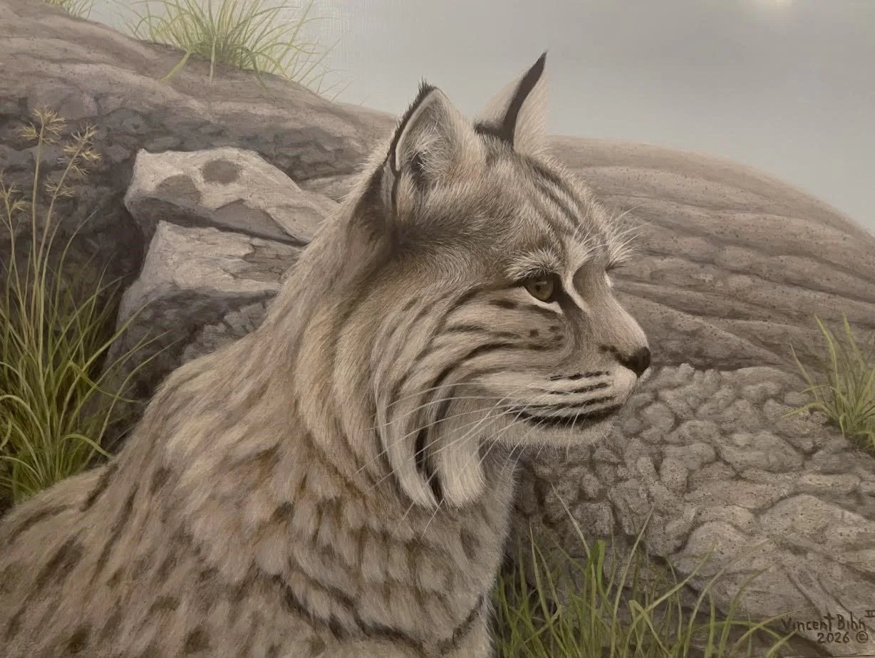 Bobcat