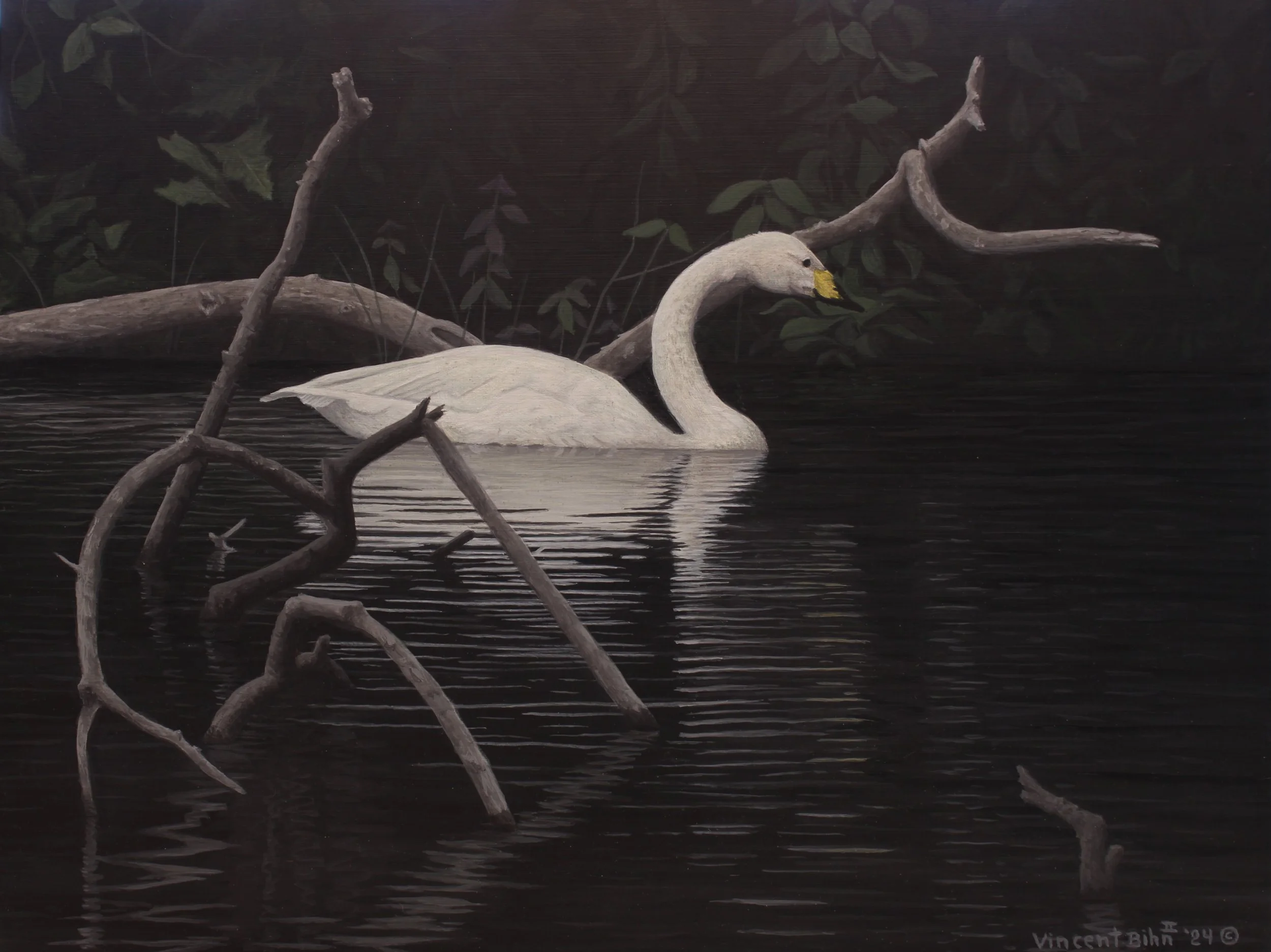 Tundra Swan - Original Acrylic Painting