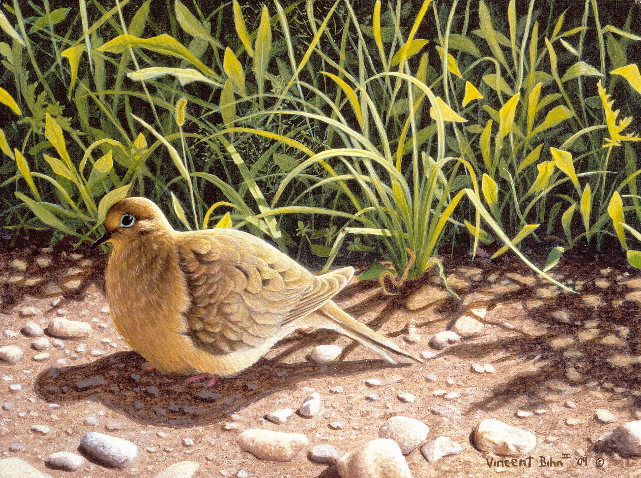 Morning Light - Mourning Dove