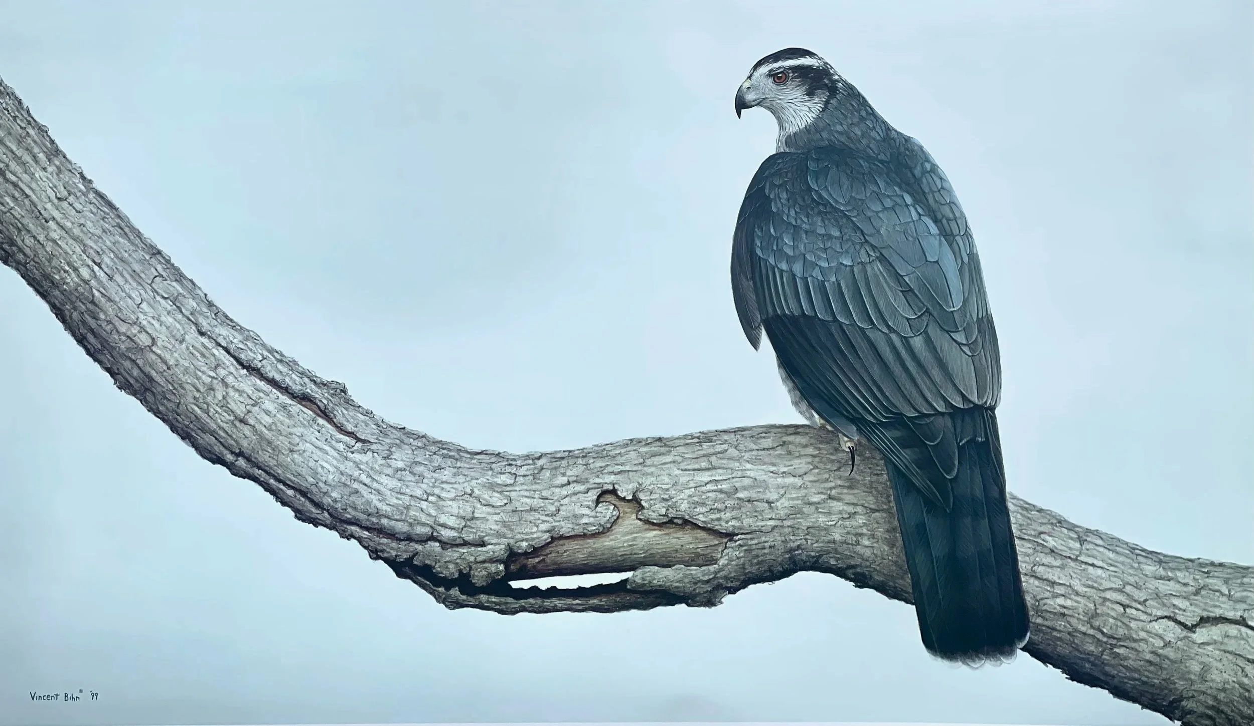 Northern Goshawk - Limited Edition Print