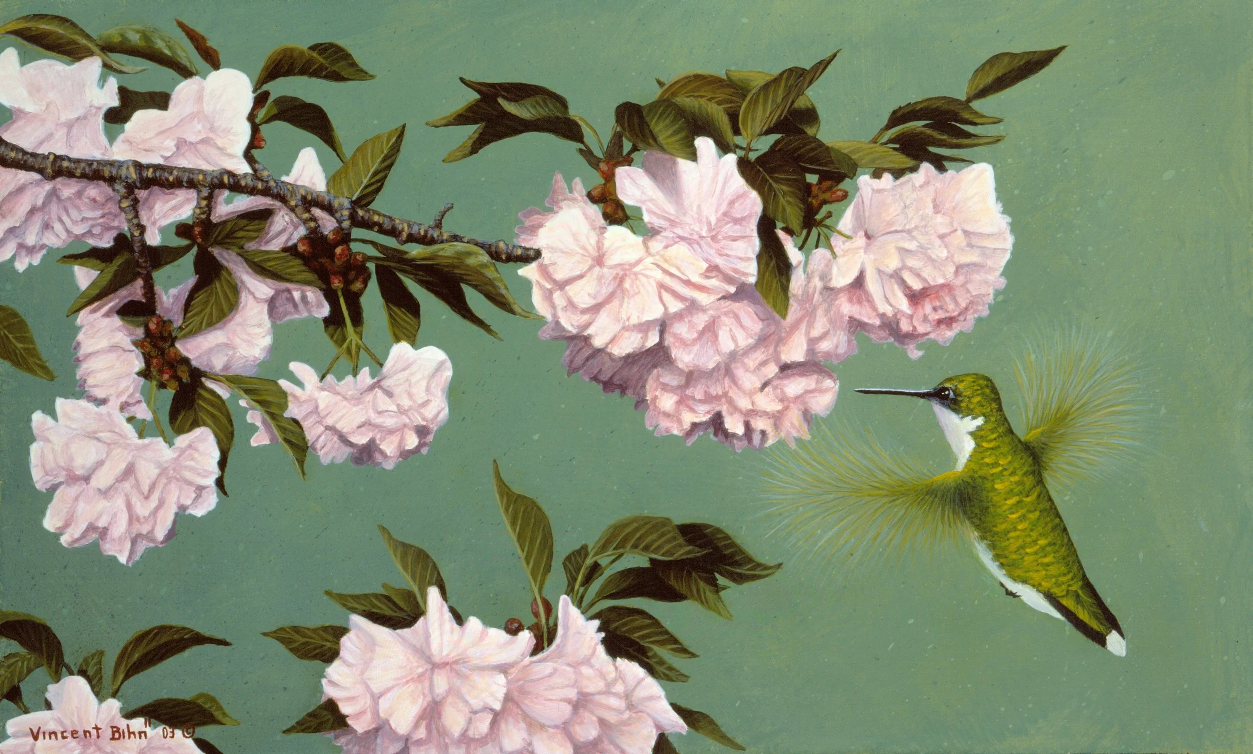 Female Rubby Throated Hummingbird