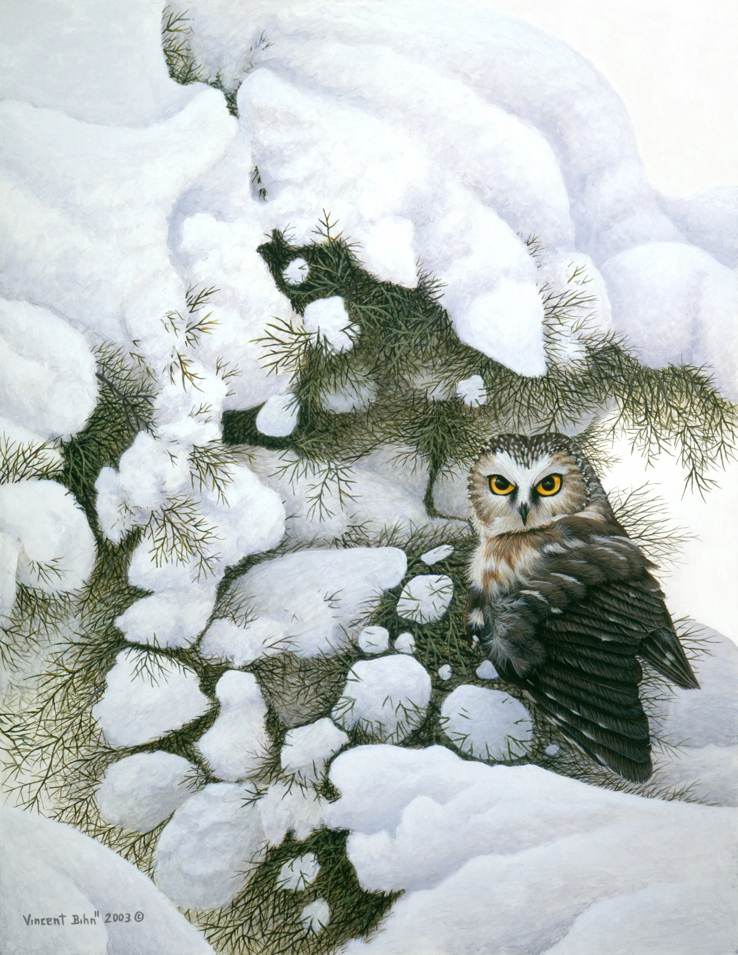 Safe Haven - Northern Saw-Whet Owl